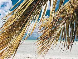 Palmwedel vor weißem Karibikstrand